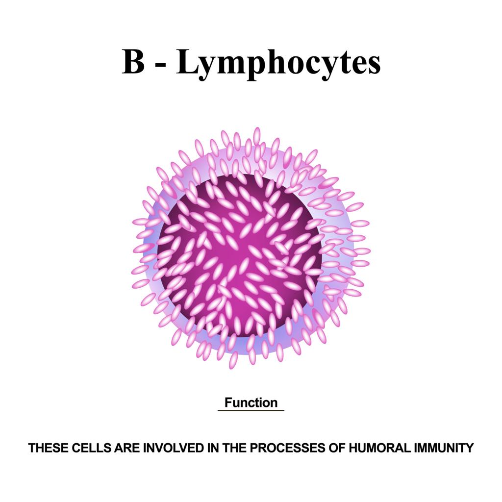 Lymphocyte drawing